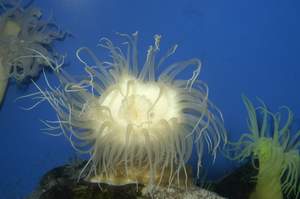 An anemone at the station aquarium