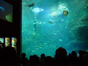 Aquarium Show