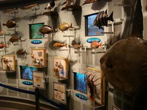 Fish display at the Chiba Museum