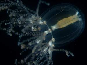 The Beautiful Medusa of Cladonema