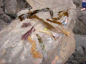 Diveristy of kelp found along the rocky beach