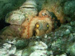 An octopus hidding in the rock