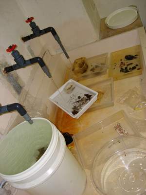 Hydrozoan specimens