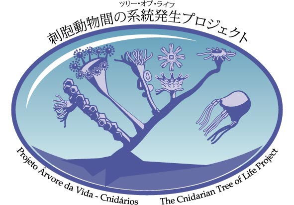 CnidToL-Japan Logo